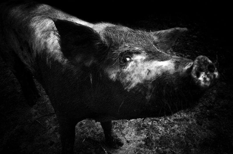 © Stavros Stamatiou - Image from the A raven's dream photography project