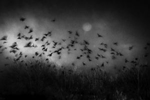 A raven's dream