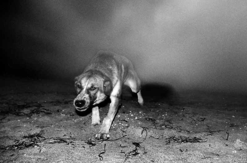 © Stavros Stamatiou - Image from the A raven's dream photography project