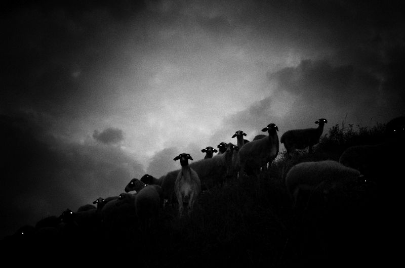 © Stavros Stamatiou - Image from the A raven's dream photography project
