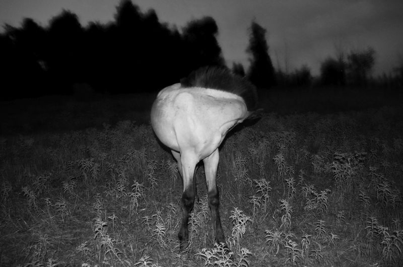 © Stavros Stamatiou - Image from the A raven's dream photography project