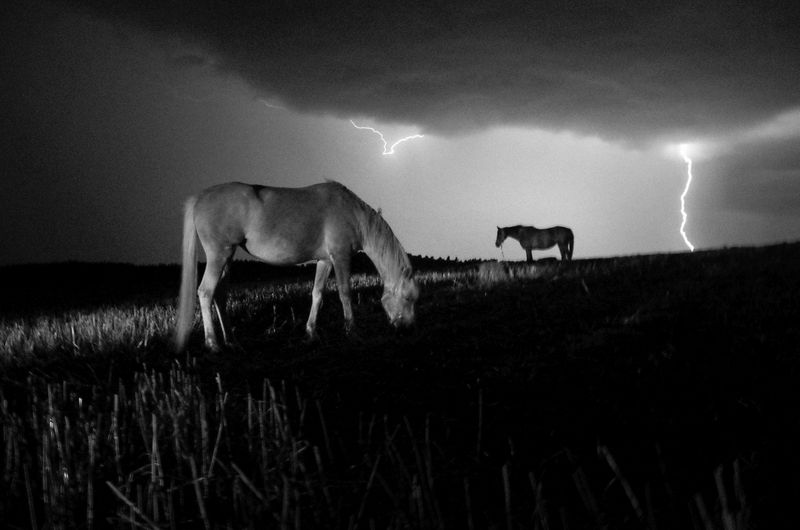 © Stavros Stamatiou - Image from the A raven's dream photography project