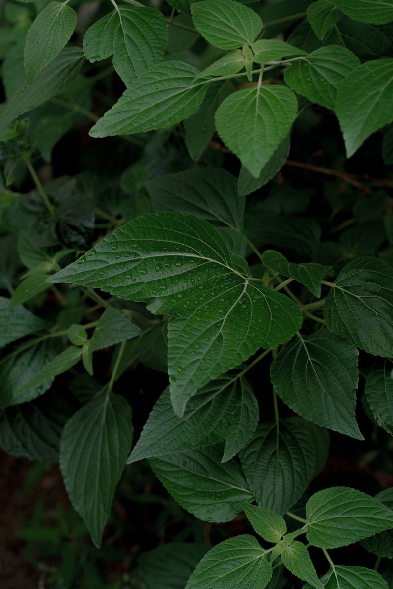 © Riccardo Banfi - Siamese twins (leaves)