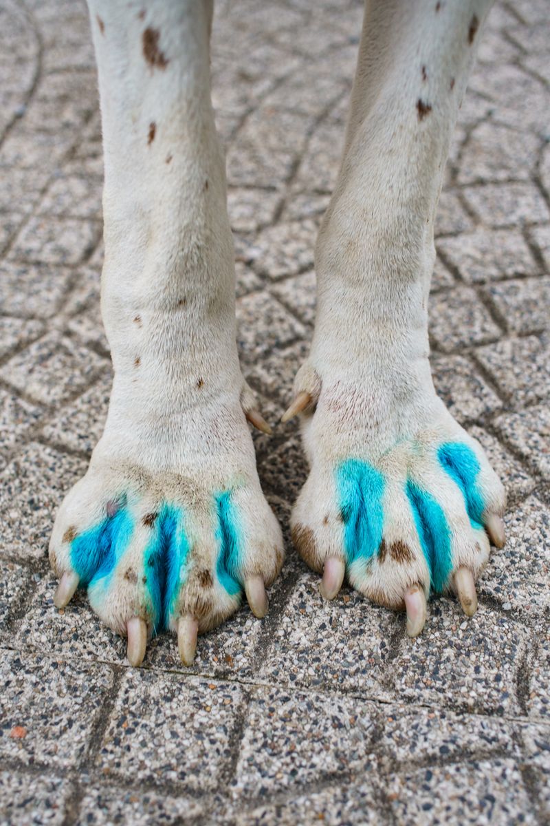 © Riccardo Banfi - Blue paws (2020)