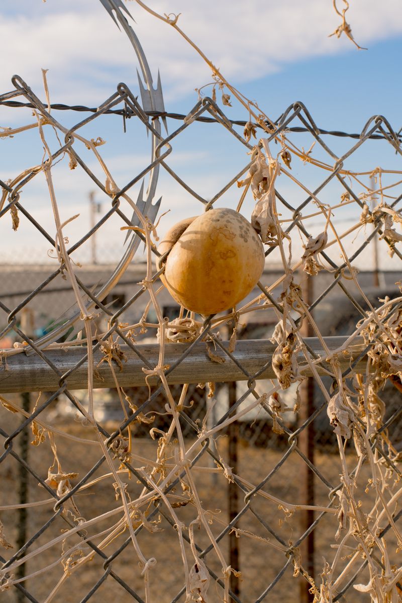 © Riccardo Banfi - Barbed Wire (2020)