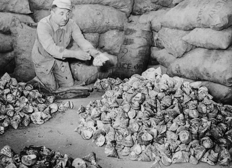 © max.korndoerfer - An archival image showing shells used to make mother-of-pearl buttons.