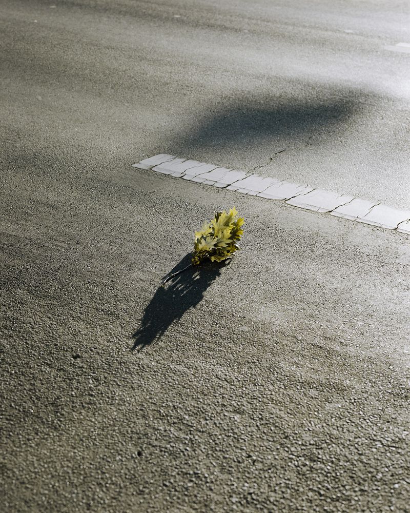 © max.korndoerfer - Image from the Zaunkönig photography project