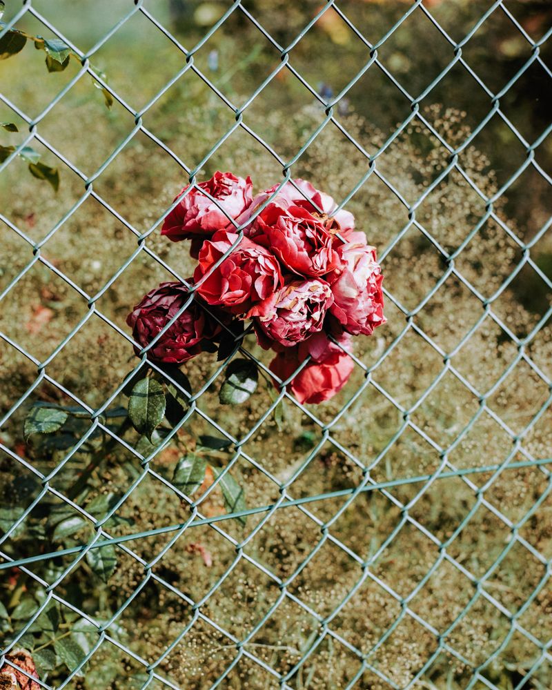 © max.korndoerfer - Image from the Zaunkönig photography project