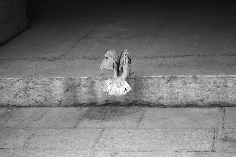 © SARAB COLLECTIVE  - Image from the DALIRAN photography project