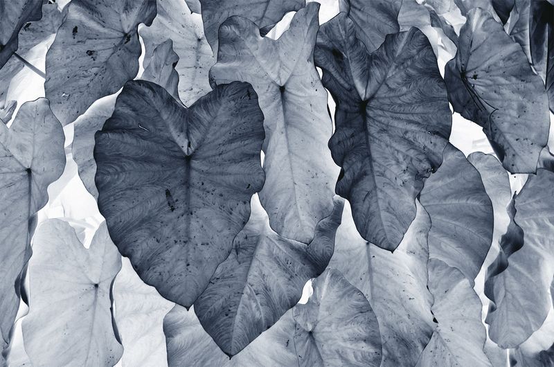 © SARAB COLLECTIVE  - Image from the Non ci sono che sale, chiese, granai photography project