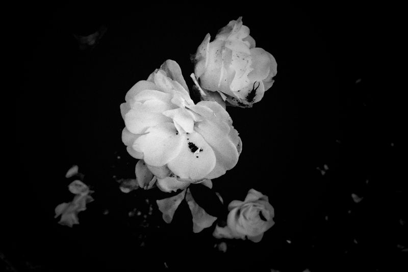 © SARAB COLLECTIVE  - Image from the AFTER MEANING photography project