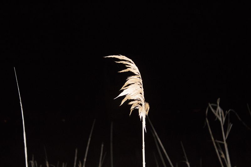 © SARAB COLLECTIVE  - Image from the insomnia photography project