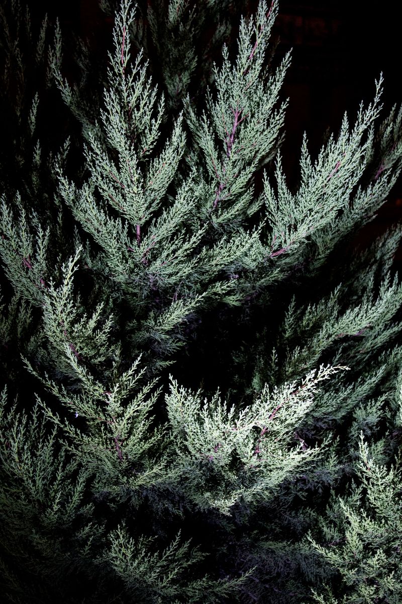 © SARAB COLLECTIVE  - Image from the insomnia photography project