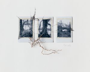 SHIFTING ROOTS