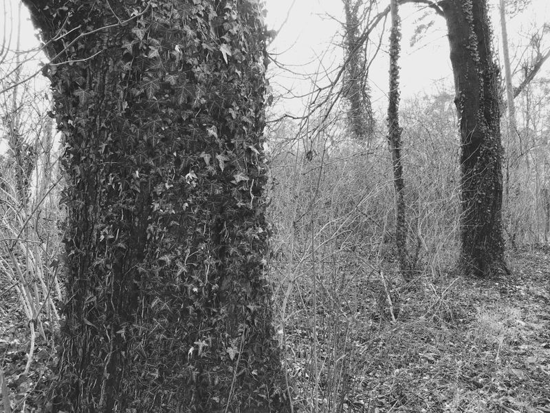 © Regina Anzenberger - Image from the SHIFTING ROOTS photography project