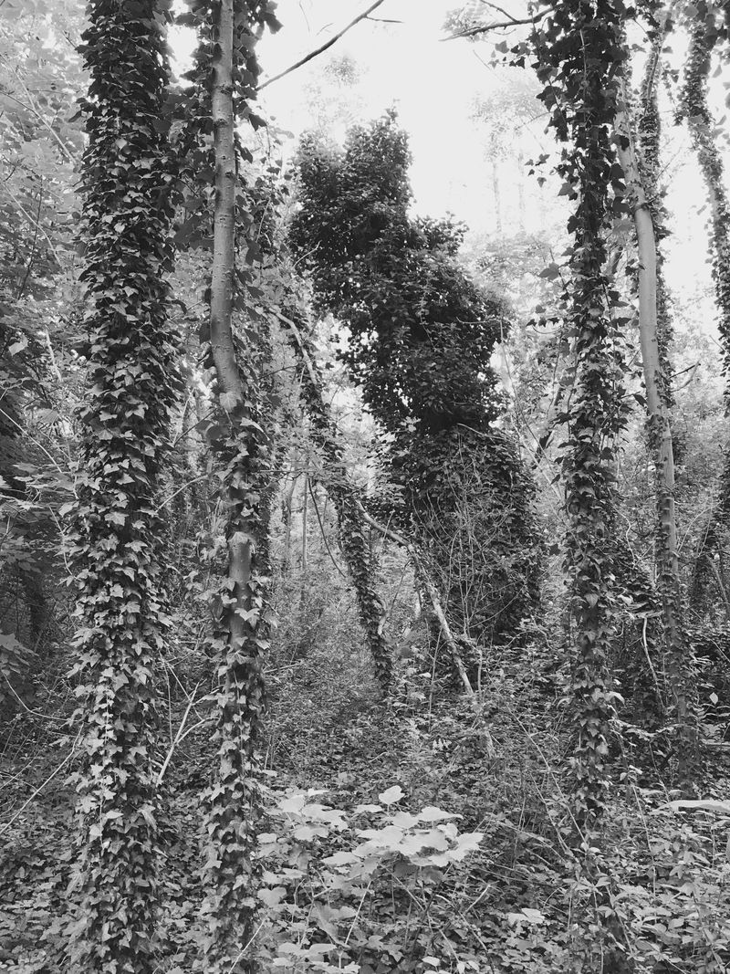 © Regina Anzenberger - Image from the SHIFTING ROOTS photography project