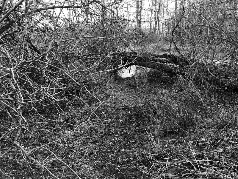 © Regina Anzenberger - Image from the SHIFTING ROOTS photography project