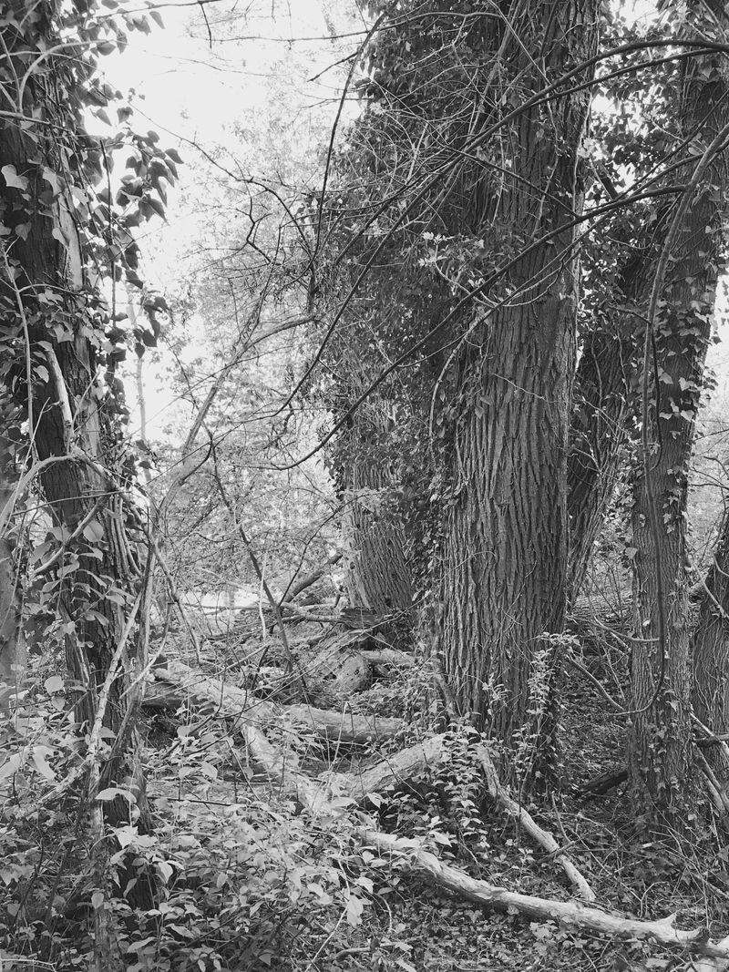 © Regina Anzenberger - Image from the SHIFTING ROOTS photography project