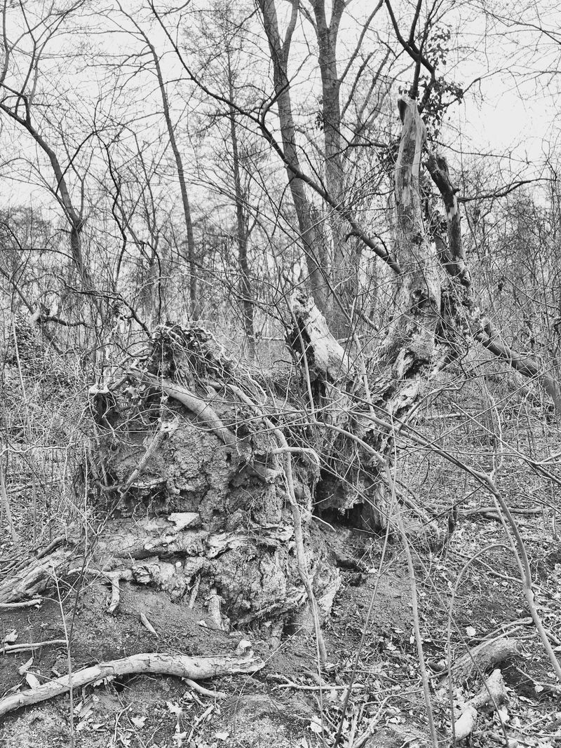 © Regina Anzenberger - Image from the SHIFTING ROOTS photography project