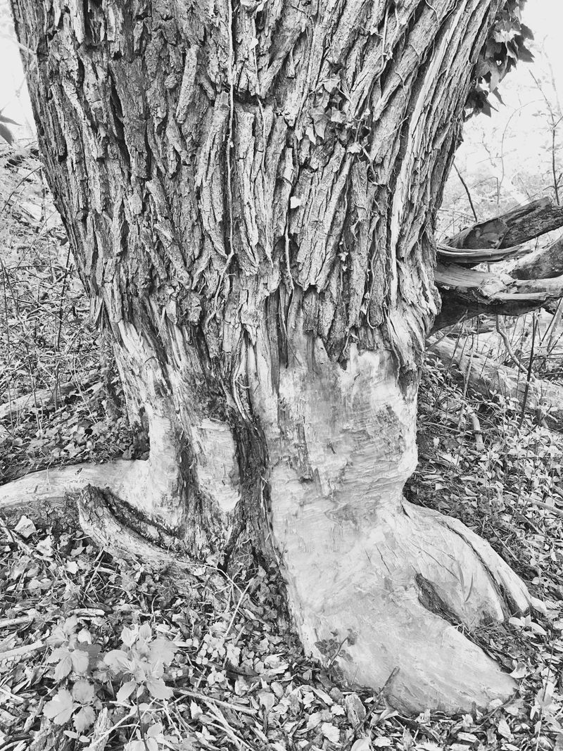 © Regina Anzenberger - Image from the SHIFTING ROOTS photography project