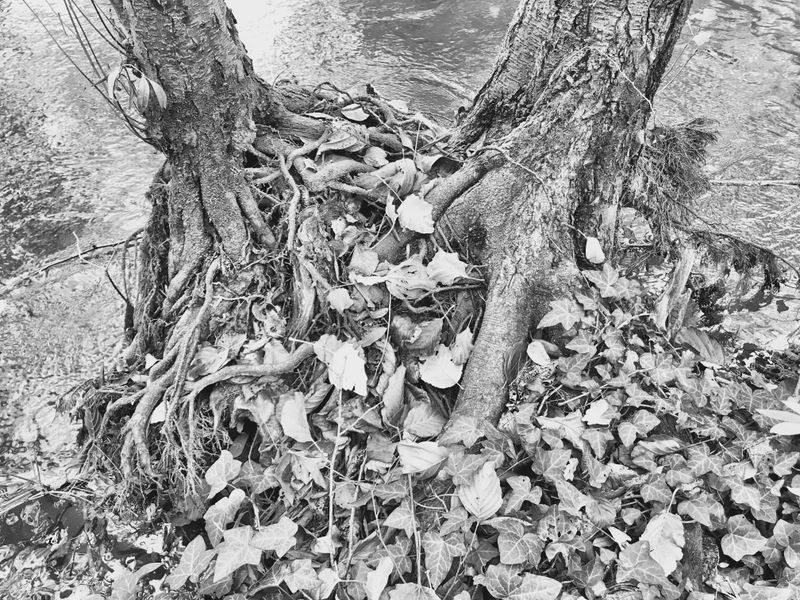 © Regina Anzenberger - Image from the SHIFTING ROOTS photography project