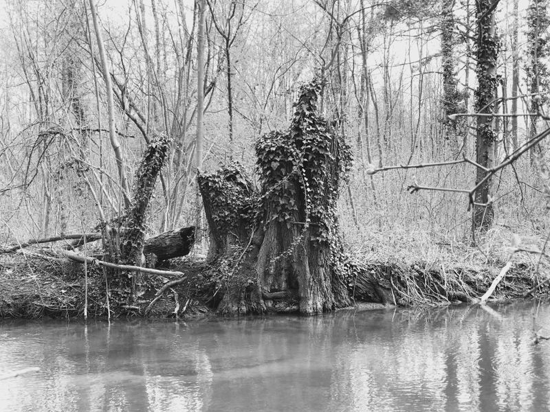 © Regina Anzenberger - Image from the SHIFTING ROOTS photography project