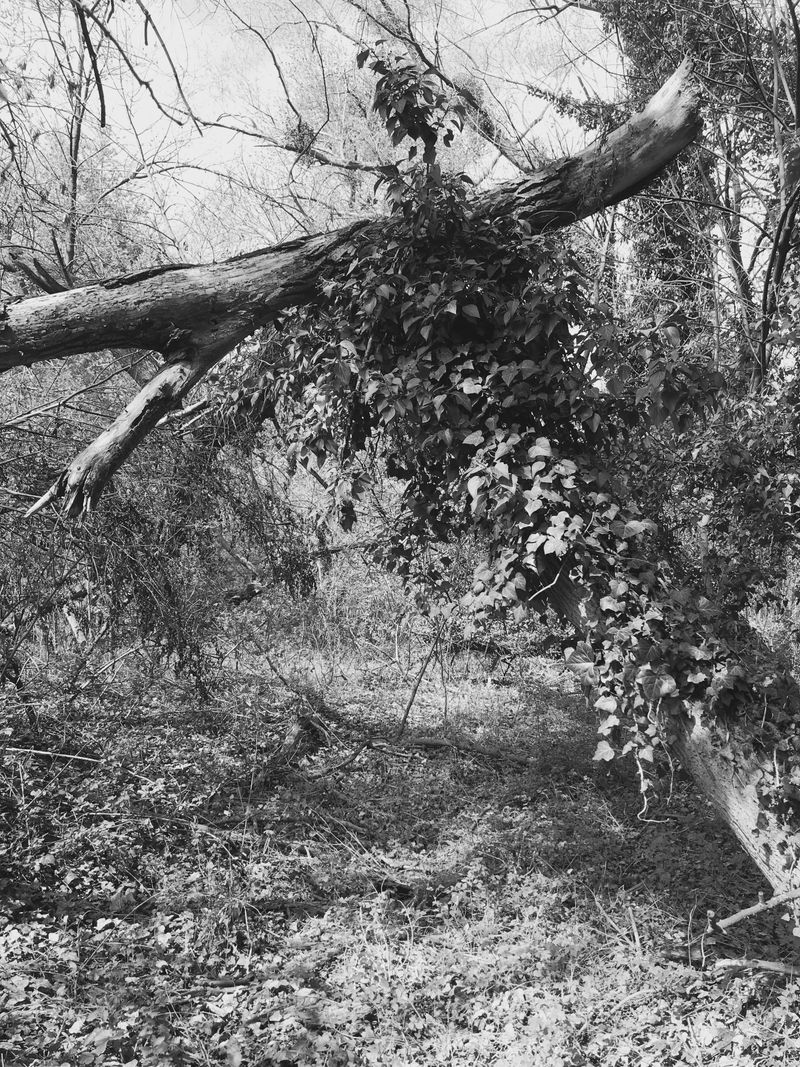 © Regina Anzenberger - Image from the SHIFTING ROOTS photography project