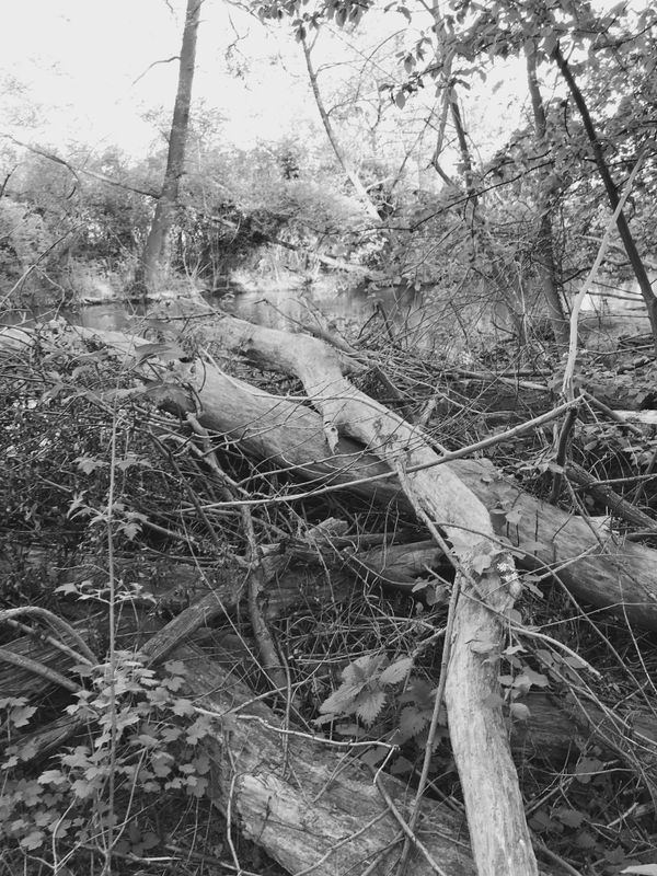 © Regina Anzenberger - Image from the SHIFTING ROOTS photography project