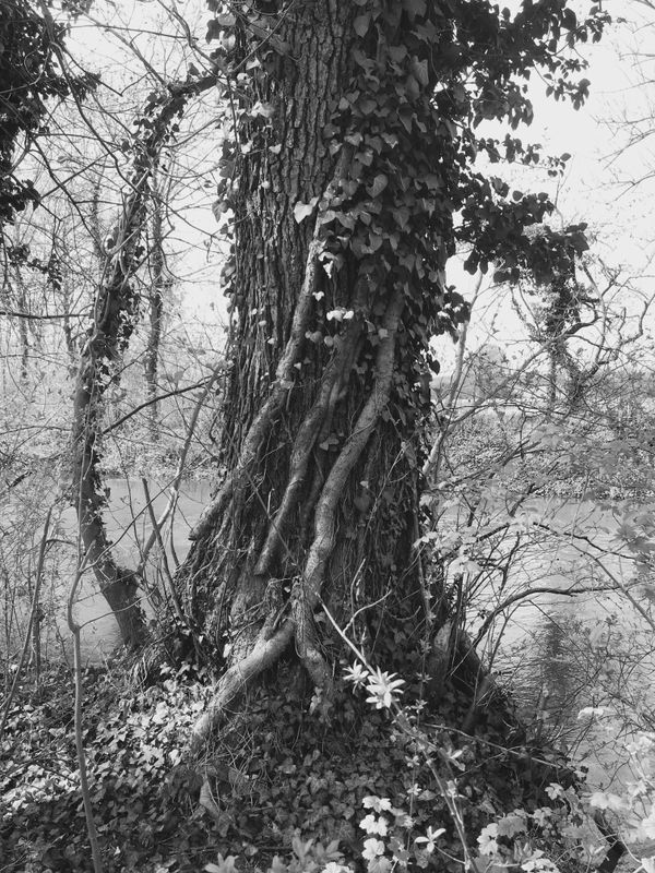 © Regina Anzenberger - Image from the SHIFTING ROOTS photography project