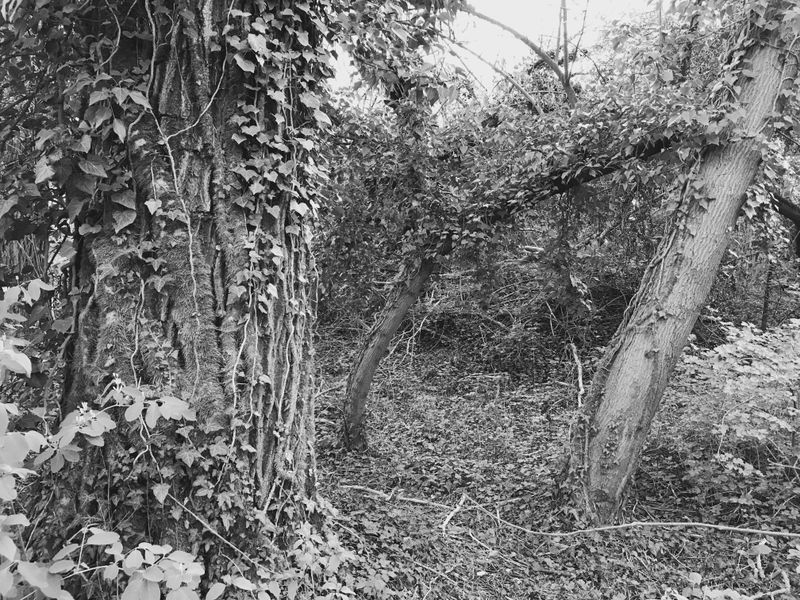 © Regina Anzenberger - Image from the SHIFTING ROOTS photography project