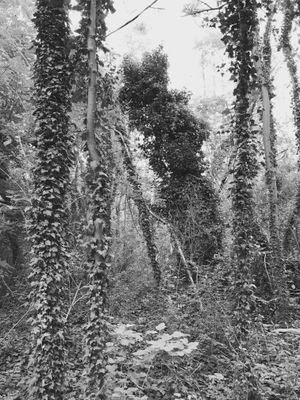 SHIFTING ROOTS