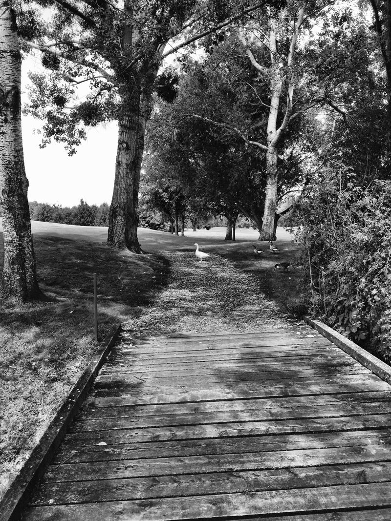 © Regina Anzenberger - Image from the GOOSEWALK photography project