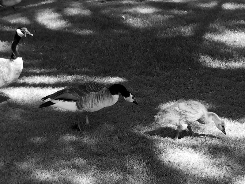 © Regina Anzenberger - Image from the GOOSEWALK photography project