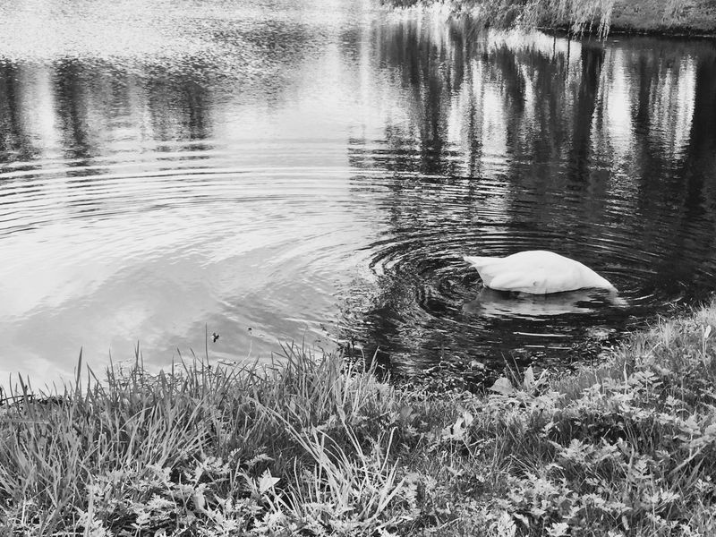 © Regina Anzenberger - Image from the GOOSEWALK photography project