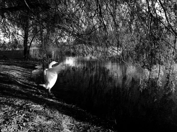 © Regina Anzenberger - Image from the GOOSEWALK photography project