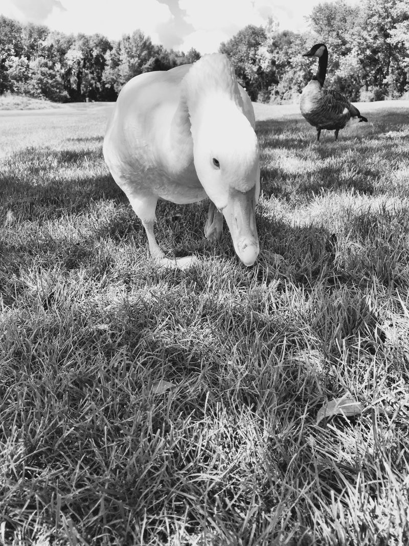 © Regina Anzenberger - Image from the GOOSEWALK photography project