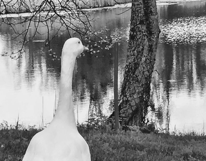 © Regina Anzenberger - Image from the GOOSEWALK photography project