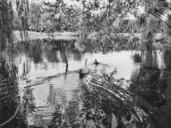 © Regina Anzenberger - Image from the GOOSEWALK photography project