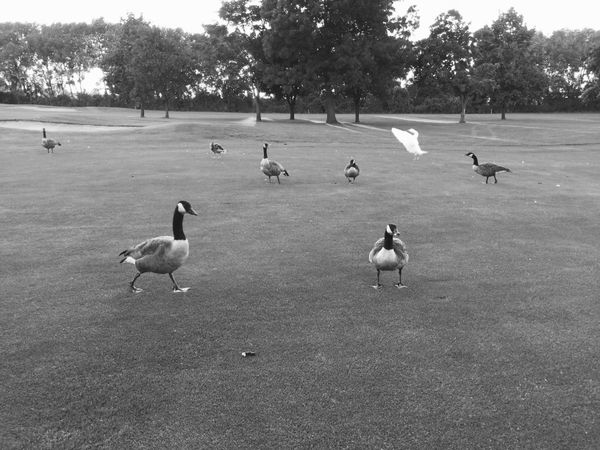 © Regina Anzenberger - Image from the GOOSEWALK photography project