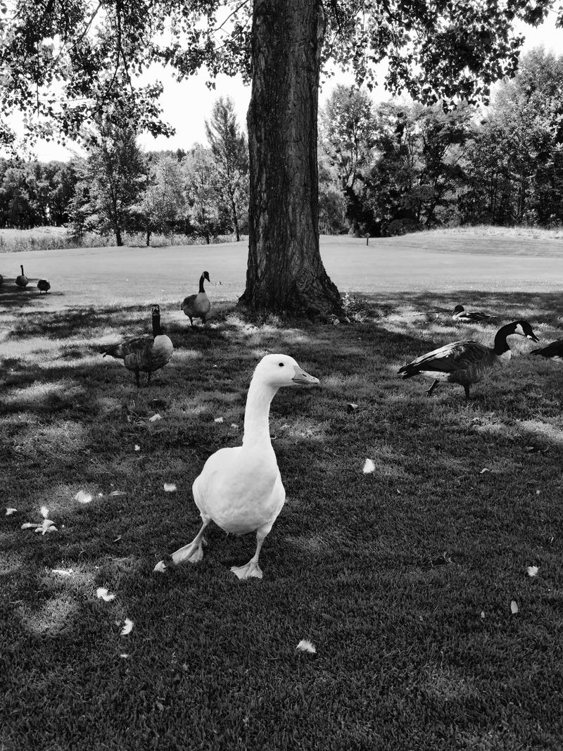 © Regina Anzenberger - Image from the GOOSEWALK photography project