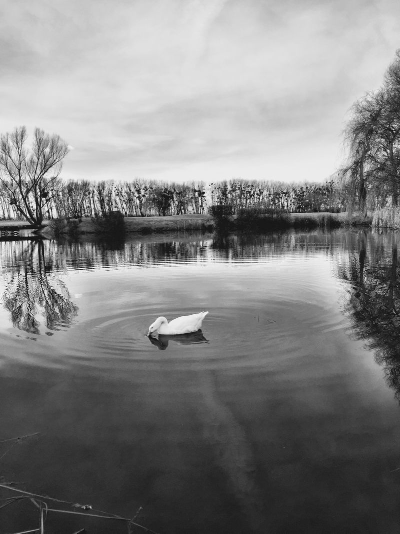 © Regina Anzenberger - Image from the GOOSEWALK photography project