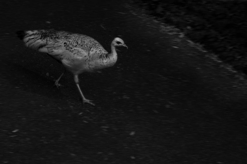 © gioia alikaj - Image from the Todo Huele a tierra y a sangre photography project