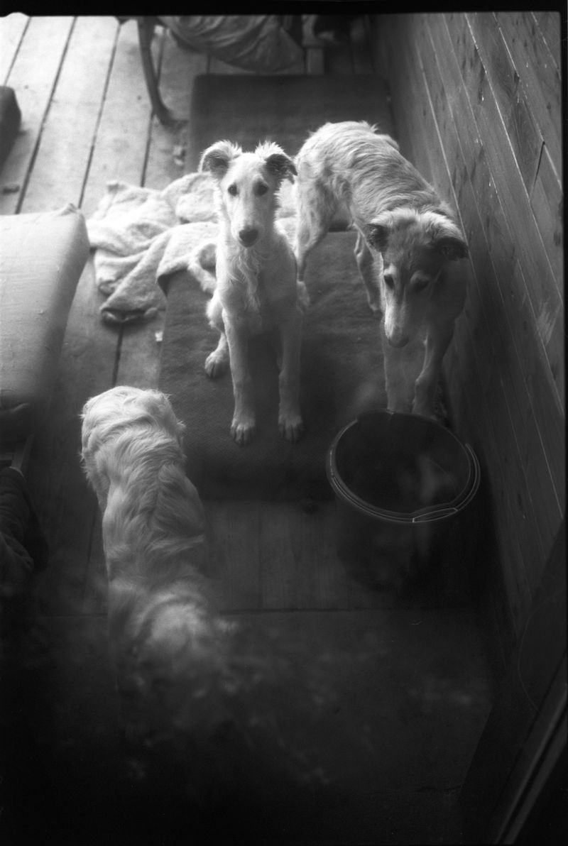© Adam Kencki - Image from the house at hundred cats photography project
