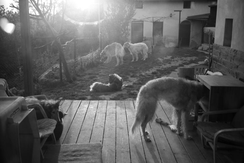 © Adam Kencki - Image from the house at hundred cats photography project
