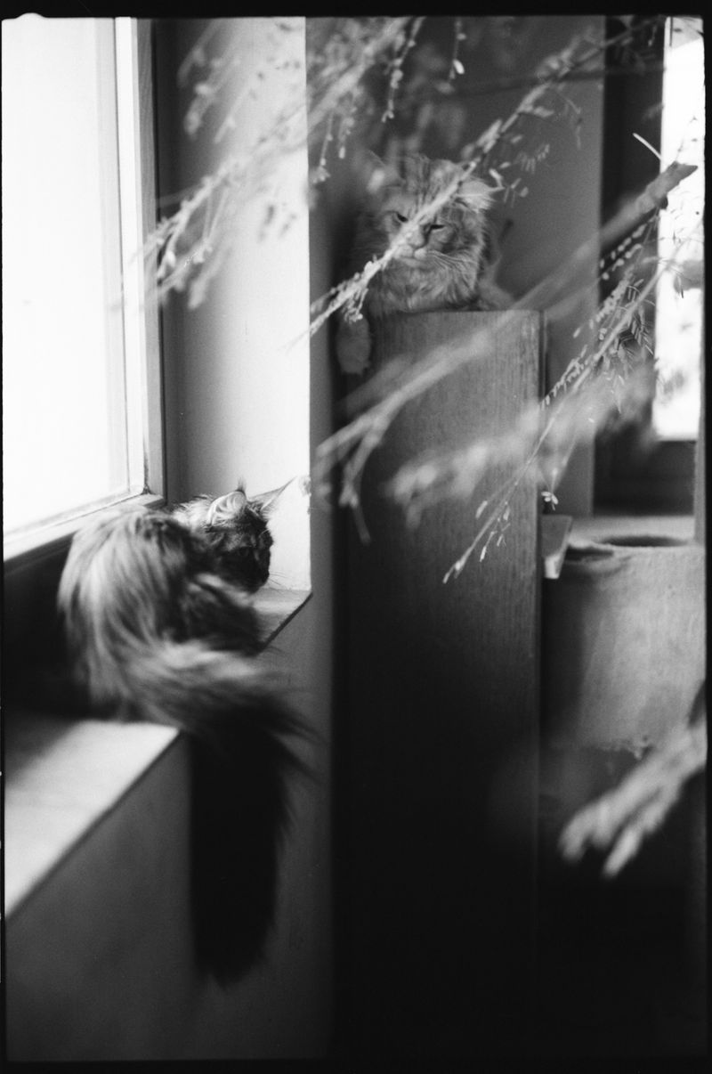 © Adam Kencki - Image from the house at hundred cats photography project