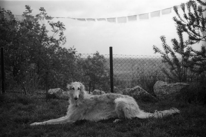 © Adam Kencki - Image from the house at hundred cats photography project