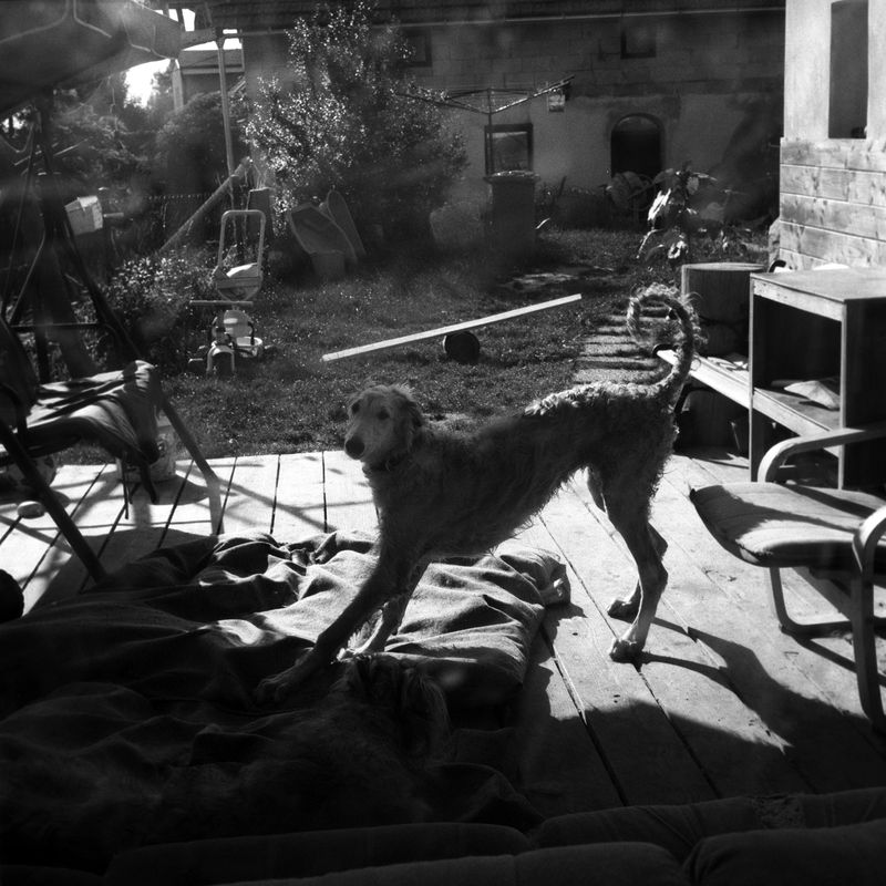 © Adam Kencki - Image from the house at hundred cats photography project