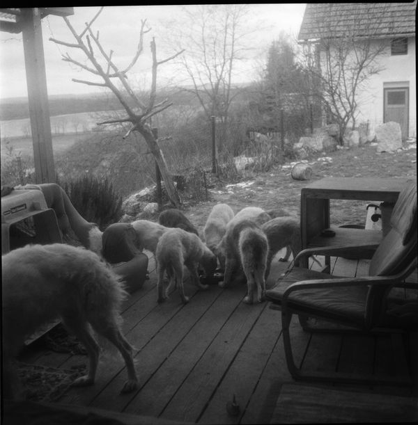 © Adam Kencki - Image from the house at hundred cats photography project