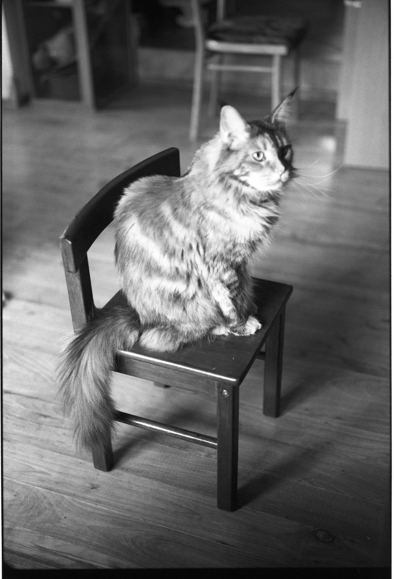 © Adam Kencki - Image from the house at hundred cats photography project