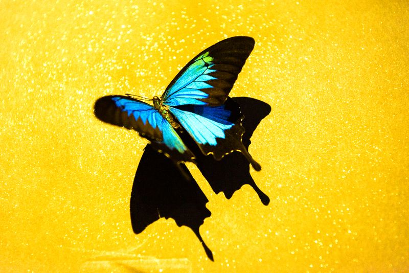 © Starry Kong - Image from the You can't walk this earth forever. Someday you will have to fly. photography project